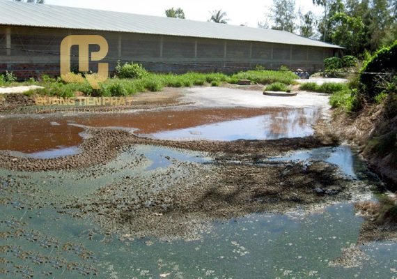 Thực trạng ô nhiễm nước thải chăn nuôi